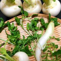 セリ,カブ,カブ,すずな,春の七草。の画像