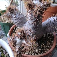 パキポディウム・グラキリス,パキポディウム・グラキリス,パキポディウム属の画像