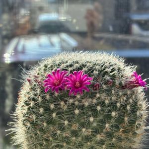 かわいい,きれい,サボテンの花,花のある暮らし,サンルームの画像
