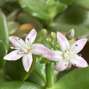 カネノナルキ,リビング,花のある暮らし,私の癒し,お花大好き✨の画像