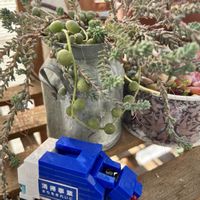 ルエラ,多肉植物,日日是好日,iPhone13,ブロック祭りの画像