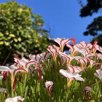 オキザリス,ツバキ,オキザリス・バーシカラー,オキザリス・バーシカラー,リュウノヒゲの画像