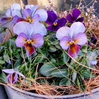 ビオラ,カルーナ,アマゾネス,꒰ღ˘◡˘ற꒱かわゅ~,今日の一枚の画像