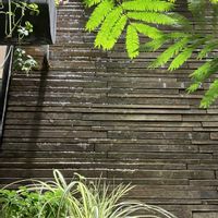 ストック,ストック,トルコキキョウ,トルコキキョウ,エバーフレッシュの画像