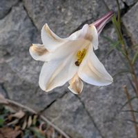 ユリ,散歩道,今日の花,花のある暮らし,花色の画像