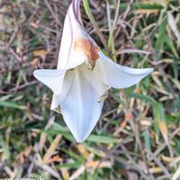 ユリ,散歩道,今日の花,花のある暮らし,花色の画像