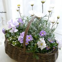 ローダンセマム,寄せ植え,ベランダガーデン,ガーデニング,ベランダガーデニングの画像