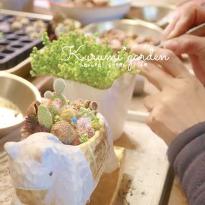 サボテン,サボテン,セダム,サボテン寄せ植え,アクレ アウレウムの画像