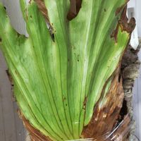 コウモリラン,ビカクシダ コロナリウム,プラティセリウム,ビカクシダ コロナリウム ブンクル,ビカクシダ ワイルドの画像