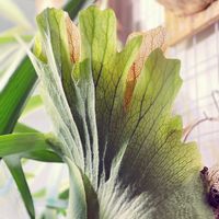 コウモリラン,ビカクシダ,ビカクシダ　ホワイトホークの画像