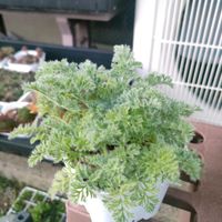 ペラルゴニウム,ペラルゴニウム アッペンディクラツム,多肉植物,実生,成長記録の画像