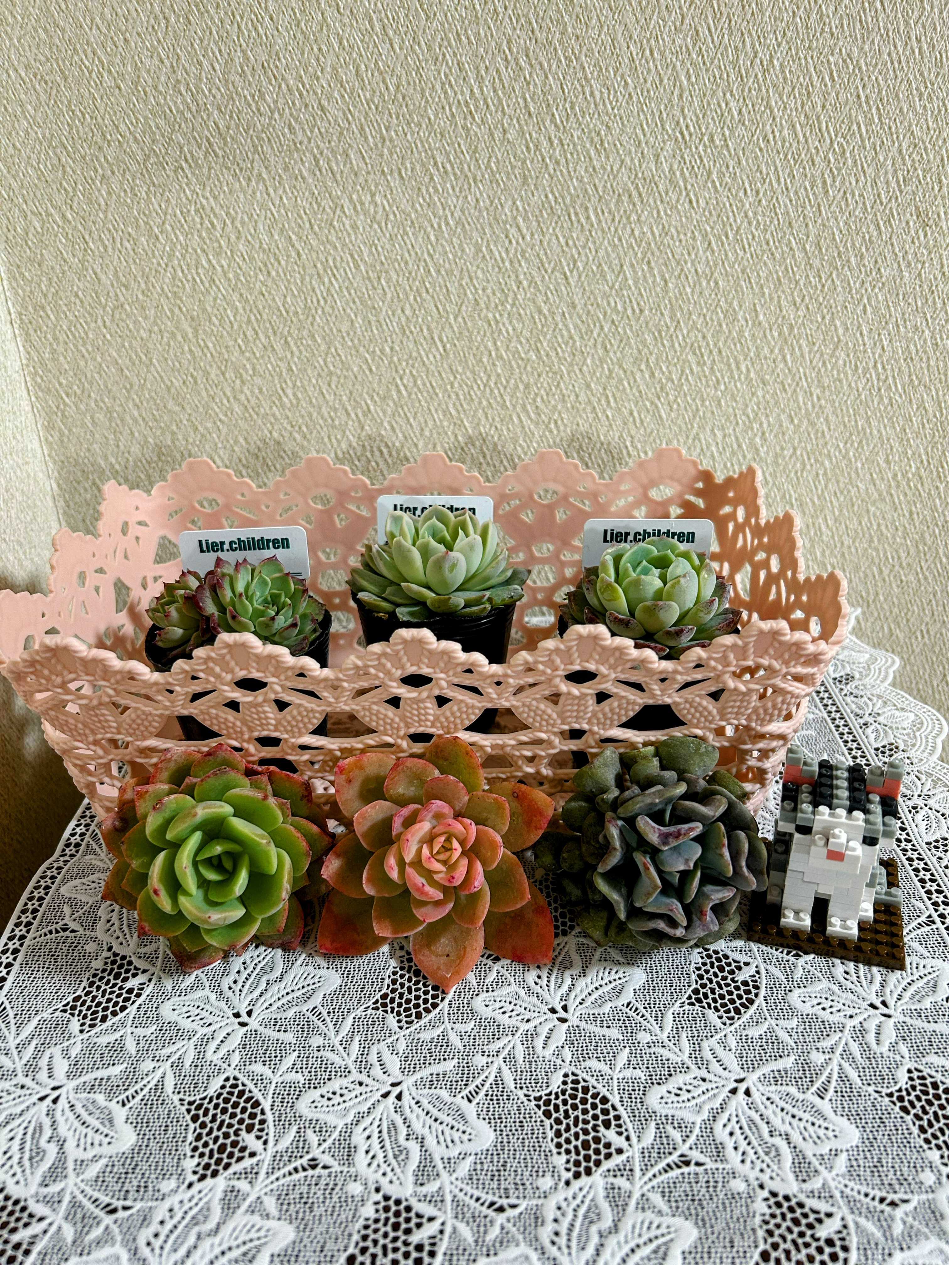 カット苗を使った多肉植物の育て方｜🍀GreenSnap（グリーンスナップ）