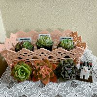 多肉植物,カット苗,GSのみなさんに感謝♡,多肉植物初心者,GSに感謝。の画像