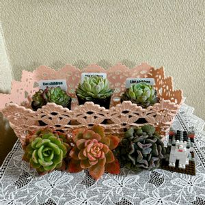 多肉植物,カット苗,GSのみなさんに感謝♡,多肉植物初心者,GSに感謝。の画像