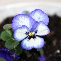 パンジー・スミレ,花びら,ビオラ・パンジー,種まきから育てる,サントリー フラワーズの画像