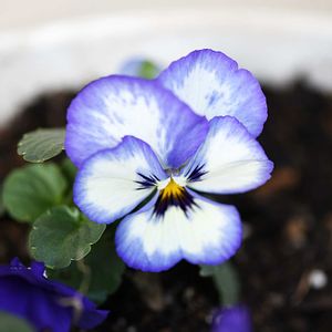 パンジー・スミレ,花びら,ビオラ・パンジー,種まきから育てる,サントリー フラワーズの画像