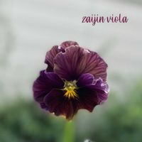 パンジー・ビオラ,zaijinビオラ,zaijinビオラ　渋茶,ザイジン　ビオラパピエ渋茶,寄せ植えの画像