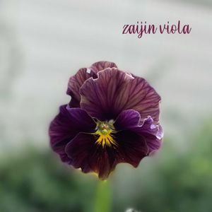 パンジー・ビオラ,zaijinビオラ,zaijinビオラ　渋茶,ザイジン　ビオラパピエ渋茶,寄せ植えの画像
