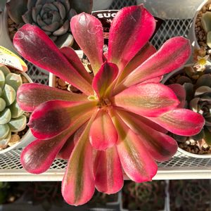 多肉植物,多肉中毒,ベランダ多肉,アエオニウム　メデューサ,yu-yu-.メデューサの画像