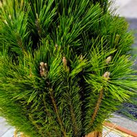 ハツユキカズラ,枝若松,門松  ,かわいいな♡,美しいの画像