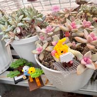 千代田の松,桜牡丹,多肉植物,多肉大好き,多肉植物のある暮らしの画像