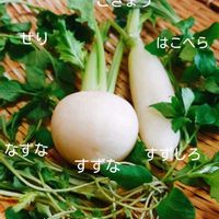 カブ,冬の花,いつもありがとう,今日のお花,白い水曜日♡の画像