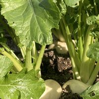 ウコン,カブ,カブ,綿の花,お茶の花の画像