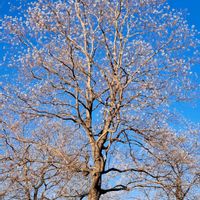 紅葉,ナンキンハゼ,ナンキンハゼの実,ナンキンハゼの花,ナンキンハゼの花の画像