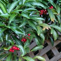 シクラメン,デンドロビウム,マンリョウ,パンジー,オタフクナンテンの画像