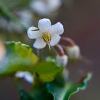 マンリョウ,マンリョウ,ヤブコウジ,万両,藪柑子の画像