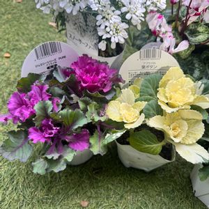 ハボタン,葉牡丹,鉢植え,マンション専用庭,ガーデニング初心者の画像