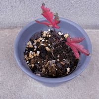 モミジ,盆栽,iPhone撮影,小さな庭の画像