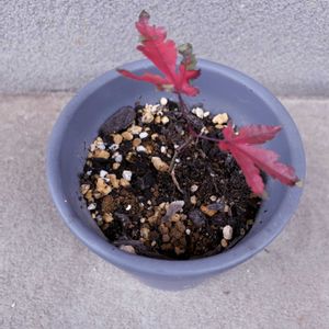 モミジ,盆栽,iPhone撮影,小さな庭の画像