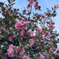 オキザリス,オキザリス,グリーンネックレス,グリーンネックレス,サザンカの画像