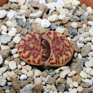 ホワイトニンフ,多肉大好き,リトープス属,多肉中毒,植物のある暮らしの画像