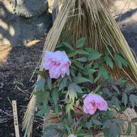 ボタン,乙女椿,わらぼっちの中の牡丹たち,ピンクの花,冬囲い。の画像