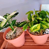 ポトス,ディフェンバキア,デヘンバキア,ディフェンバキア・クールビューティ,デヘンバキア クールビューティの画像