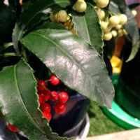 マンリョウ,マンリョウ,ヤブコウジ,ヤブコウジ,今日の お花の画像