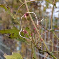 センニンソウ,病院の庭,スマホで撮影♪の画像