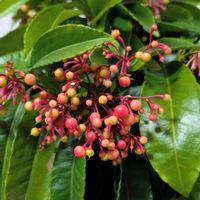 ホヤ・カルノーサ,万両,ペペロミア ハッピービーン,ホヤ・マチルダ,今日のお花の画像