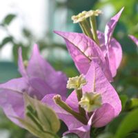 ブーゲンビリア,温室,素敵な出会いに感謝,胸キュン,水生植物公園みずの森の画像