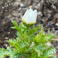 ノースポール,ワタ,筑波実験植物園,お花大好き♡,復興祈願の画像