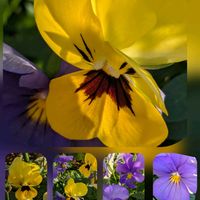 パンジー,ビオラ,ビオラ,ビオラ,ビオラの画像