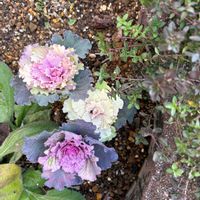 タイム,葉牡丹クラシカルボンボンの画像