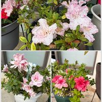 アザレア,アザレア アクアレル,アザレア　ときめき,沖縄,ピンクワールドへ ようこその画像