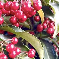 クチナシ,マンリョウ,ハナカイドウ,サネカズラ,ニイタカカマツカの画像