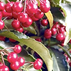 クチナシ,マンリョウ,ハナカイドウ,サネカズラ,ニイタカカマツカの画像