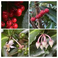 ペンタス,マンリョウ,りんご火祭り,金手毬,玉翁の画像