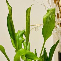 カラー,ハイビスカス,ハイビスカス アリオン,ハイビスカス アリオン,カラー・フローズンクイーンの画像