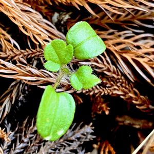 フラサバソウ,雑草,二年草,自生,オオバコ科の画像